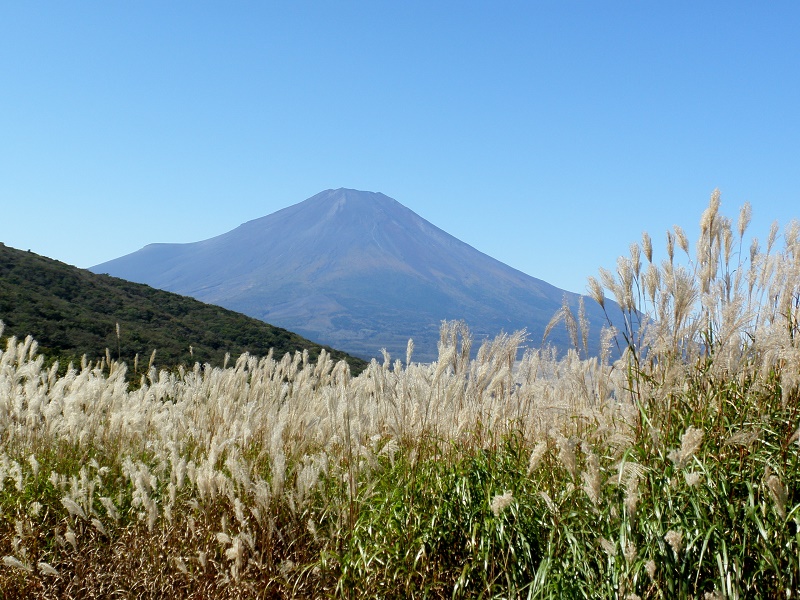 ススキの向こうに端麗な姿