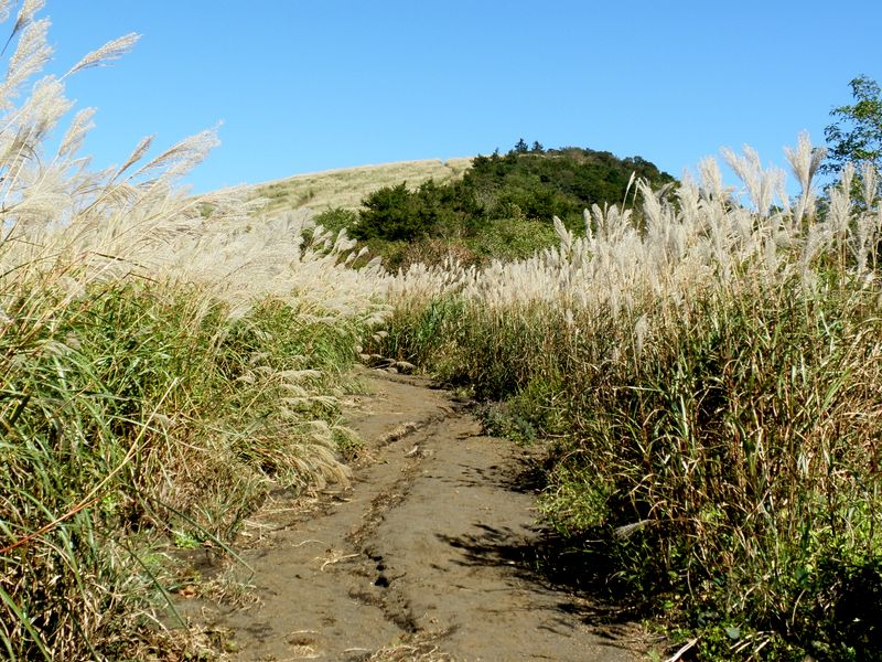 朗らかな気分になるススキ原