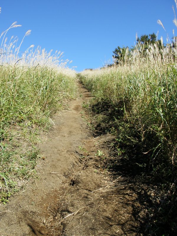 ススキ原の道