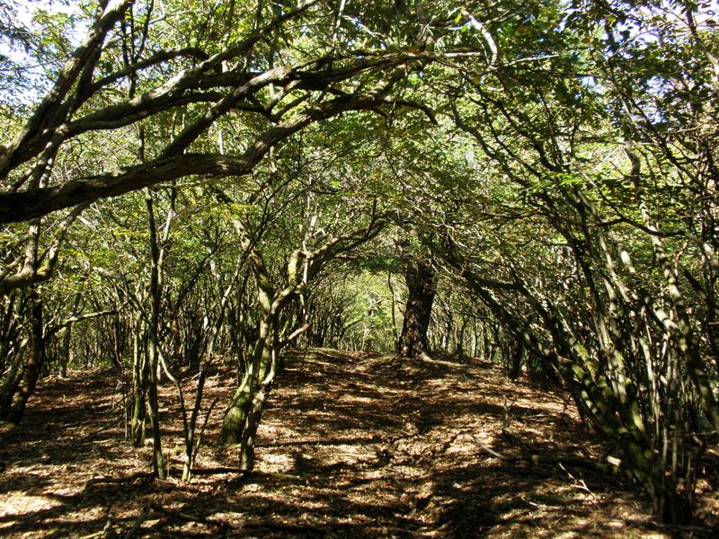 何のトンネルかな