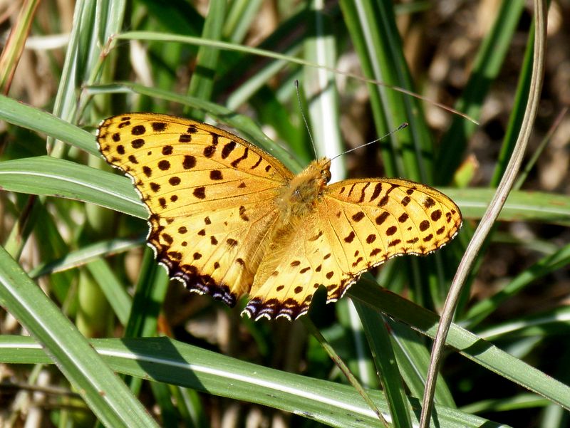 ツマグロヒョウモン