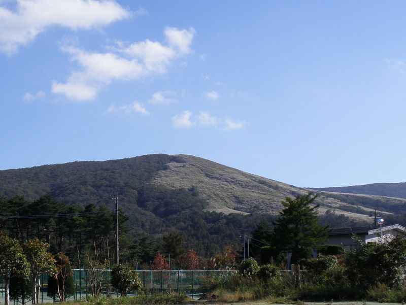 平地から望む、鉄砲木の頭