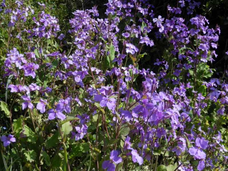 寸庭橋手前でオオアラセイトウ