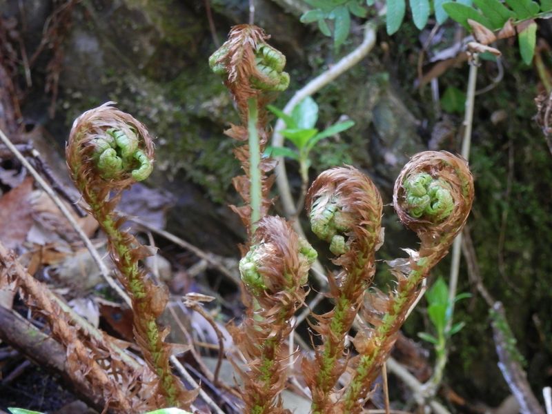 大きくなると、篭の形になる