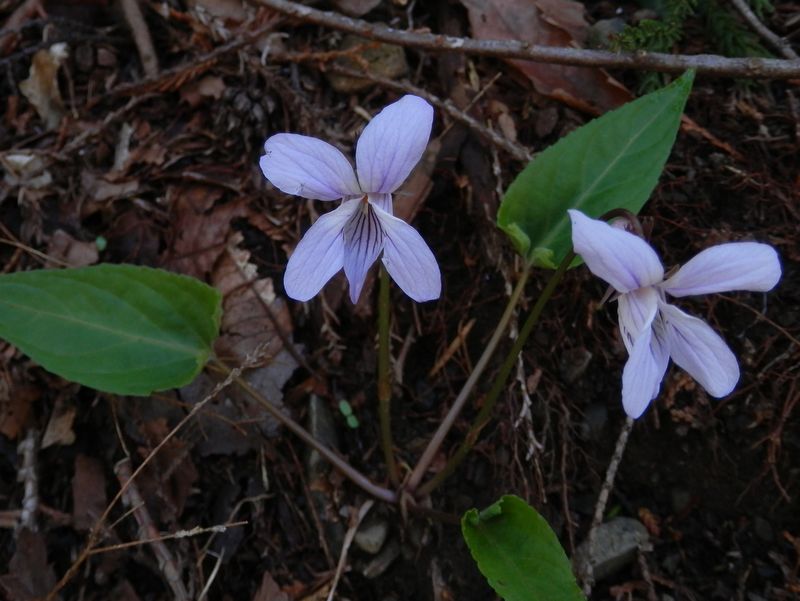 ナガバノスミレサイシン