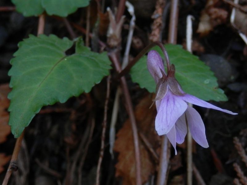 ヒナスミレかな