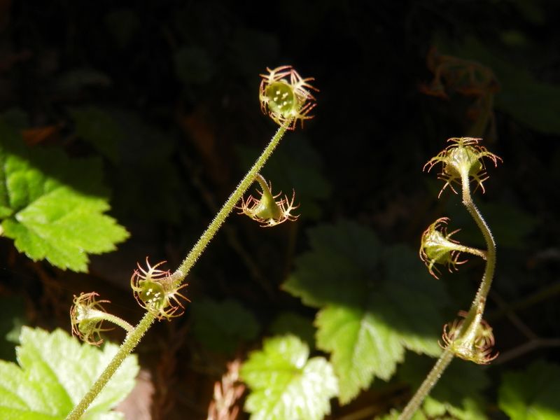 コチャルメルソウ
