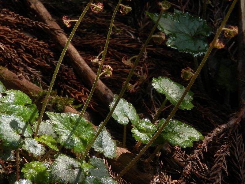 コチャルメルソウがとても多い