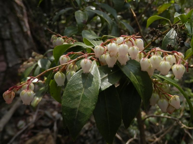 可愛い花、アセビ