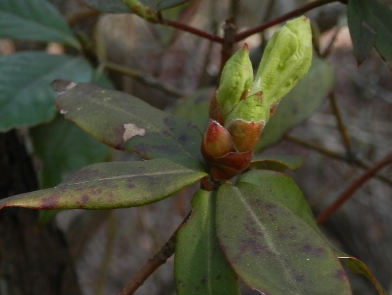 ヒカゲツツジのつぼみが膨らむ