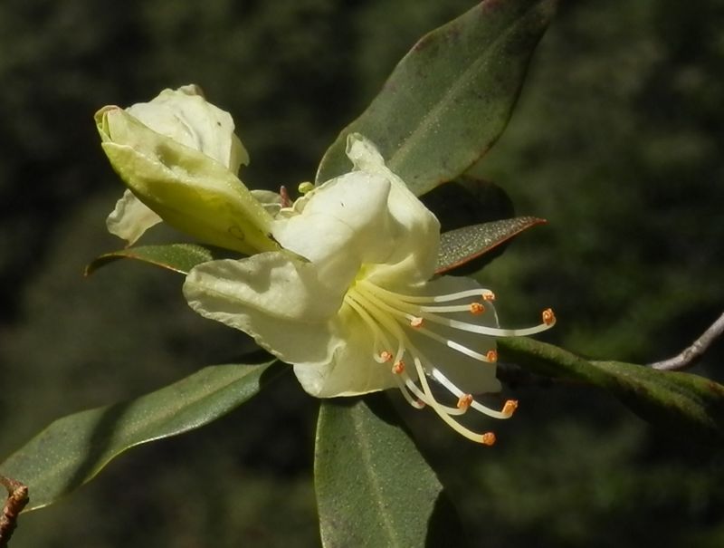 咲き始めたヒカゲツツジ