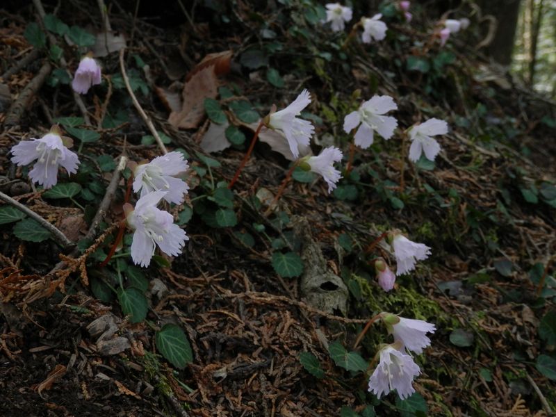 イワウチワの比較的大きな群落