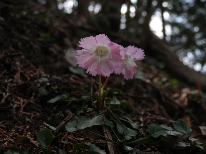 このイワウチワは、花弁が多いように見える