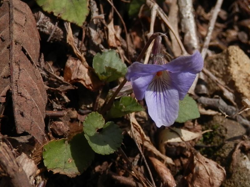 アオイスミレかな