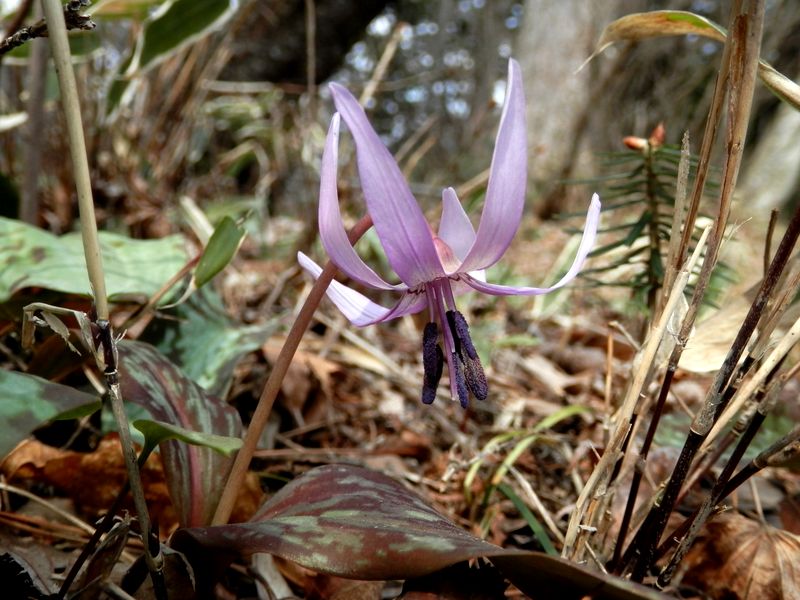 一輪だけ見つけた、カタクリの花