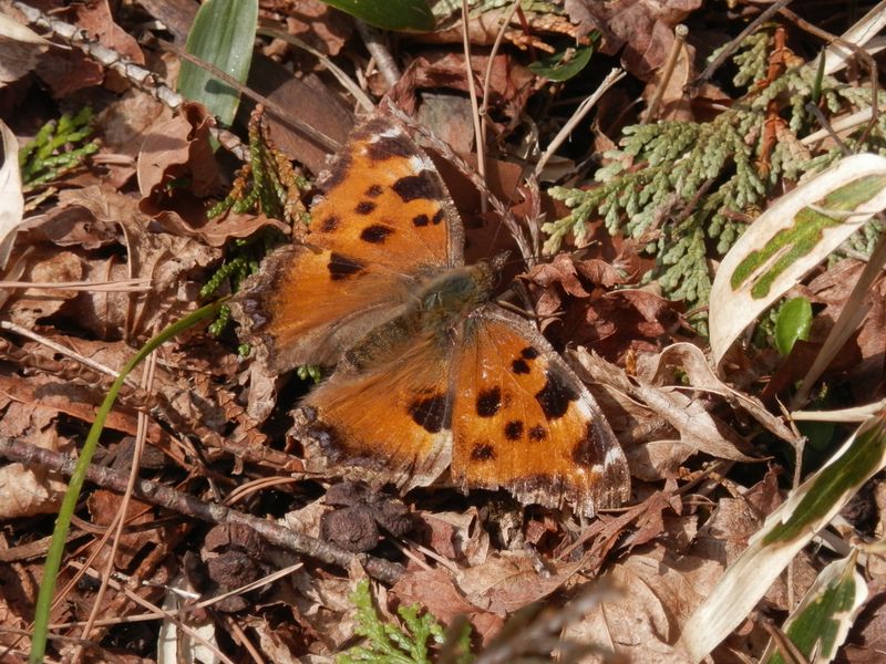ヒオドシチョウはたくさんいた