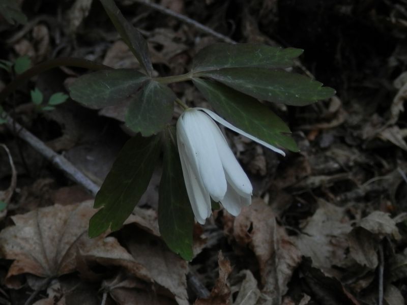 アズマイチゲの咲く場所