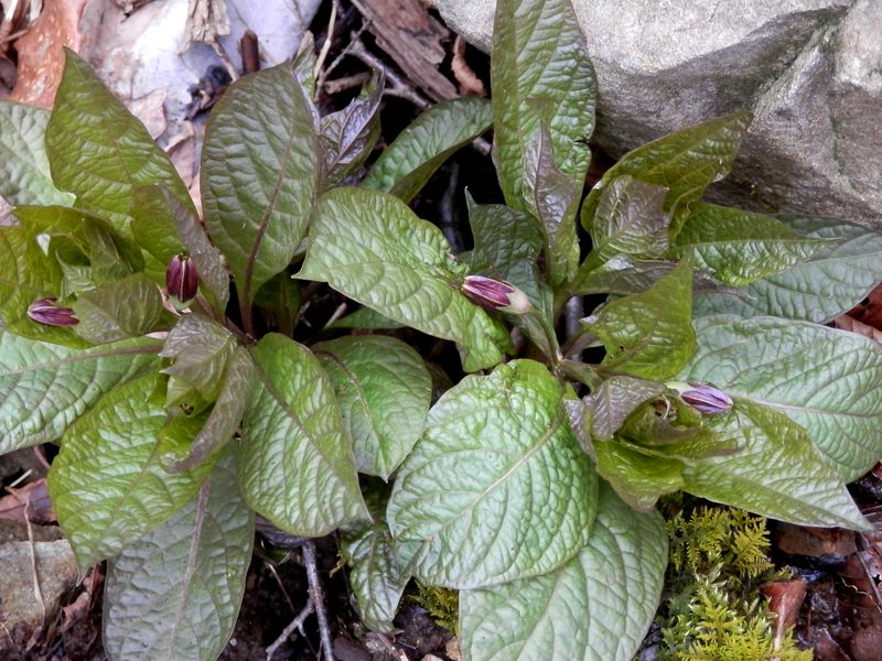 湿った場所にハシリドコロ