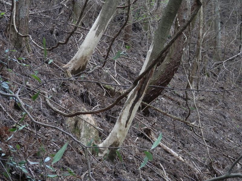 シカさん、かじり過ぎ