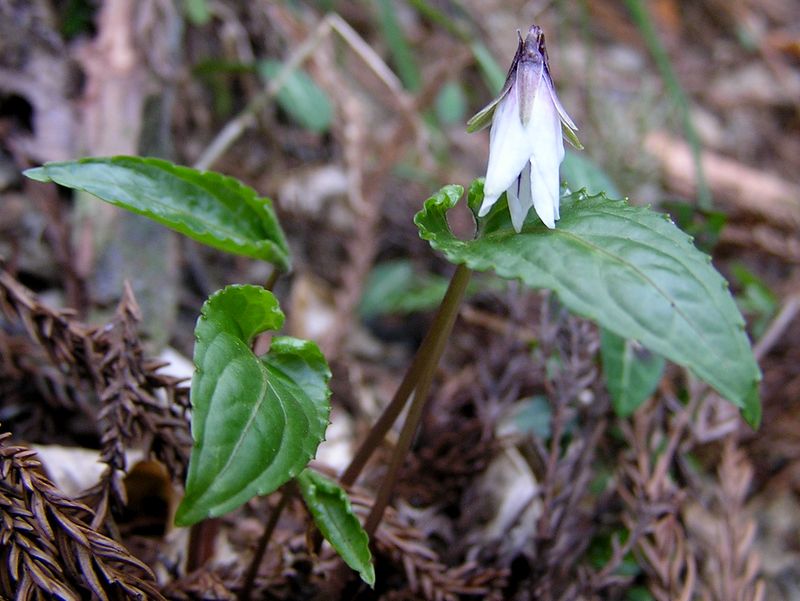 鉄五郎新道から大塚山 -- まもなく咲くスミレ