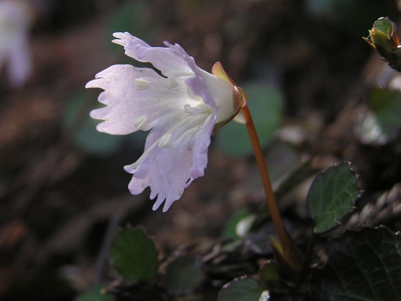 鉄五郎新道から大塚山 -- イワウチワ保護地にて