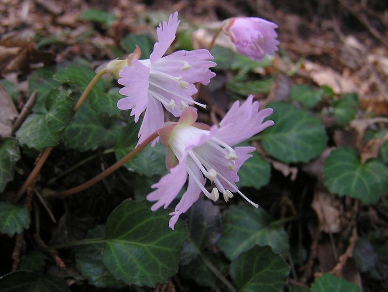 鉄五郎新道から大塚山 -- イワウチワ 