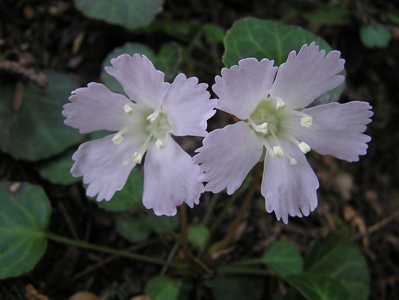 鉄五郎新道から大塚山 -- 比較的に白っぽい花も
