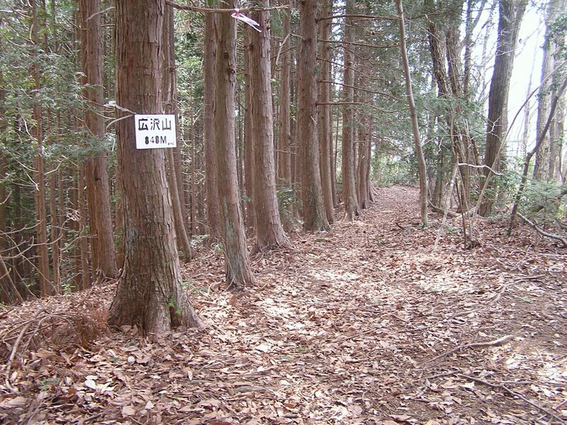 鉄五郎新道から大塚山 -- 広沢山から大塚山までは、ほぼなだらかな道が続く