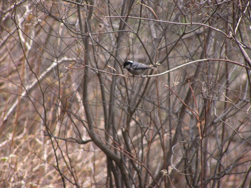 鉄五郎新道から大塚山 -- 道案内のように、前へ、前へと、飛んで