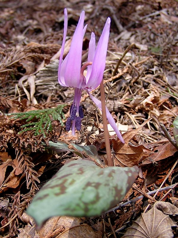 鉄五郎新道から大塚山 -- カタクリ