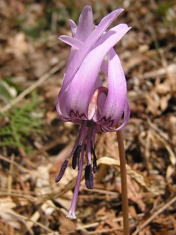 鉄五郎新道から大塚山 -- 俯いて、花びらを上で合わせたカタクリ