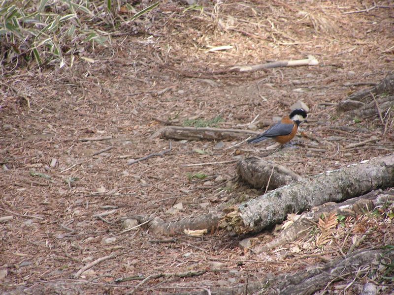 鉄五郎新道から大塚山 -- 富士峰園地にいたヤマガラ