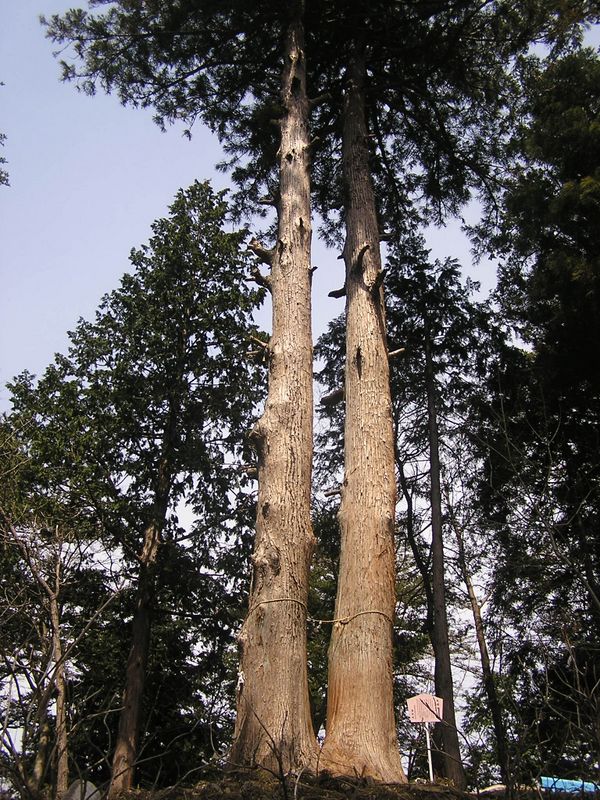 鉄五郎新道から大塚山 -- 夫婦杉