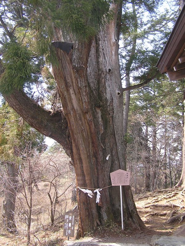 鉄五郎新道から大塚山 -- 安産杉