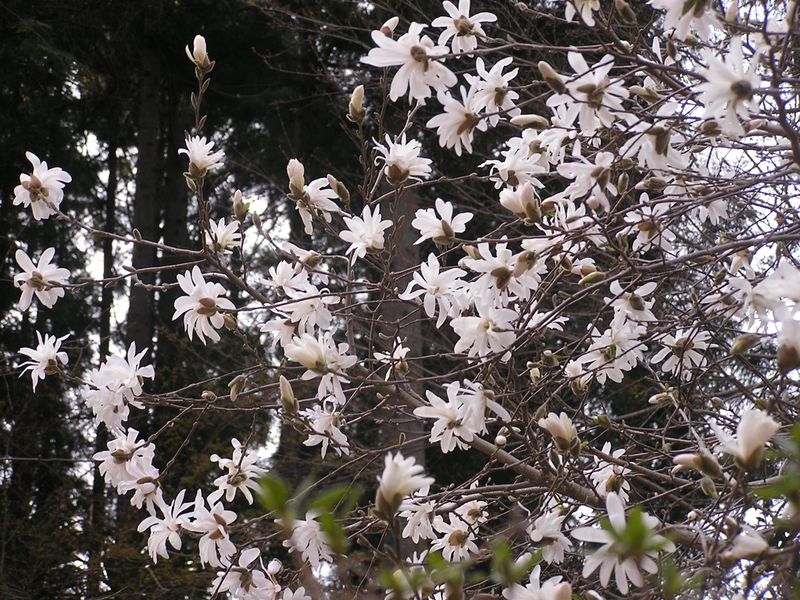 鉄五郎新道から大塚山 -- コブシが満開だった