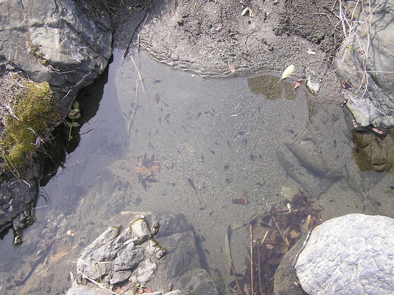 鉄五郎新道から大塚山 -- オタマジャクシを見ながら、砂の上を裸足で歩く