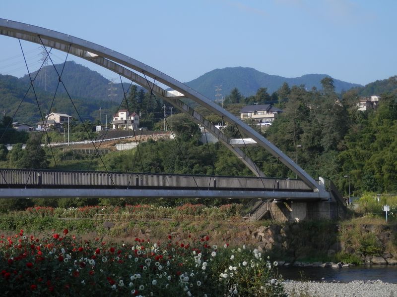 秋川に架かるあゆみ橋（人道橋）とダリヤ畑
