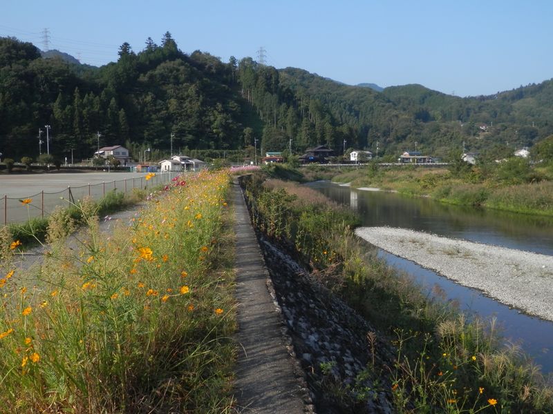 キバナコスモスとコスモスが延々と