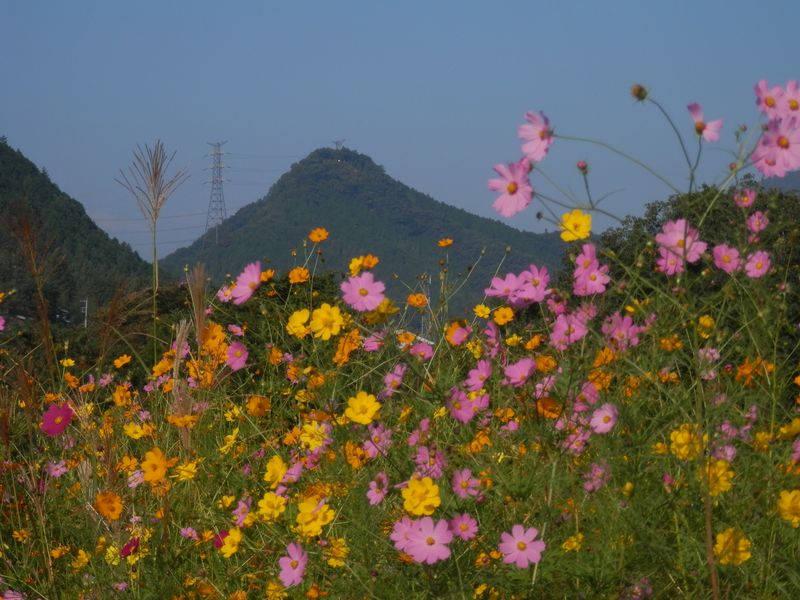 城山とコスモスとキバナコスモス