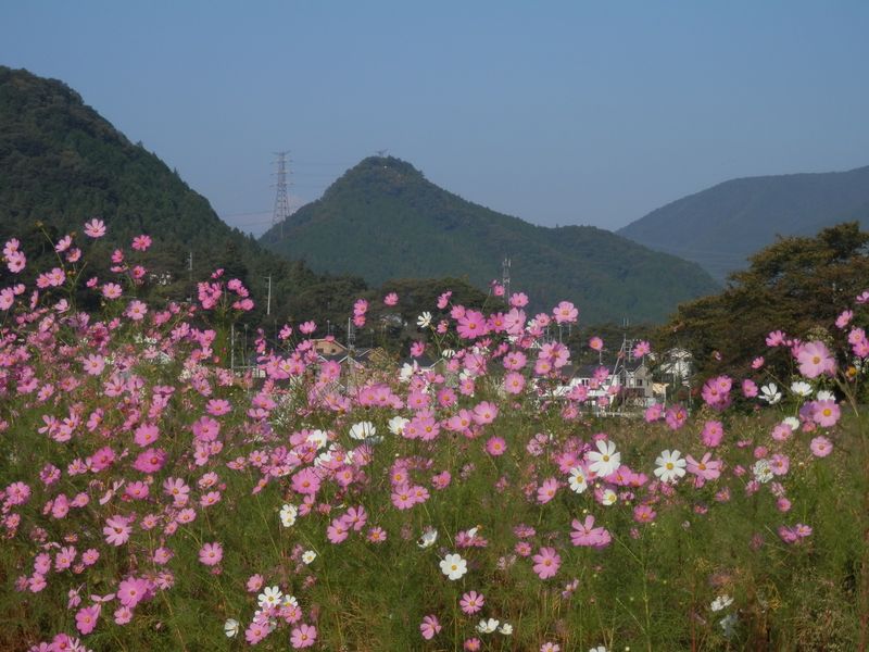 城山とコスモス