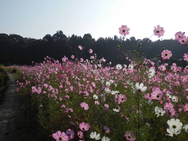今は見頃のコスモスの遊歩道