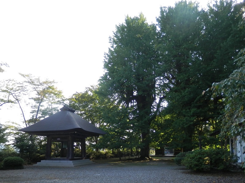 広徳寺の大イチョウ