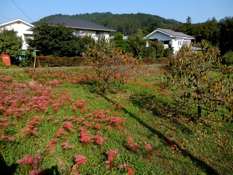 ヒガンバナはすでに色あせていた