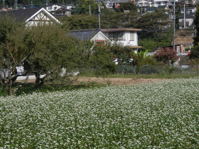 ソバ畑があった