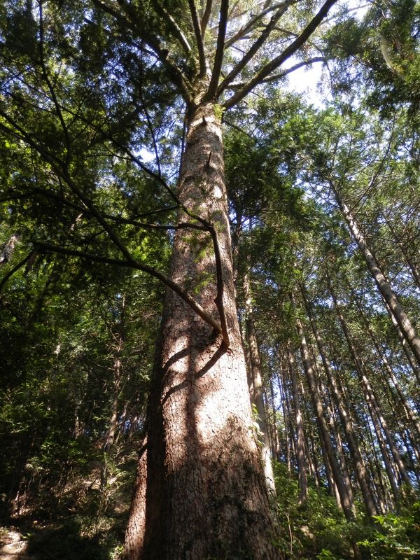 立派なモミの木