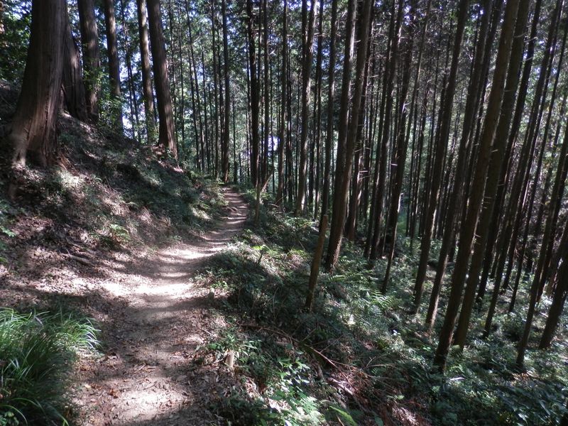 気持ちのよい山道（西戸倉ルート）