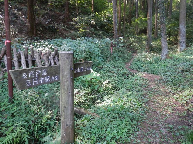 シイタケのホダ木