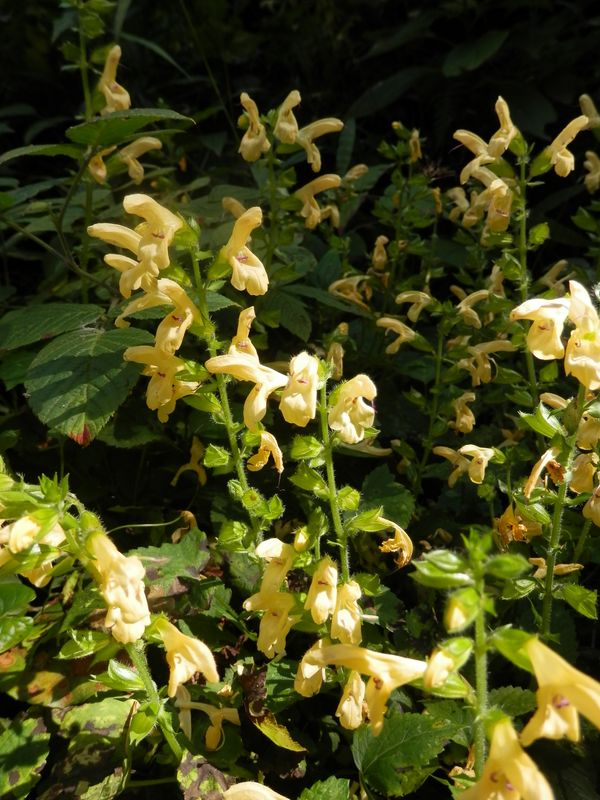 キバナアキギリ