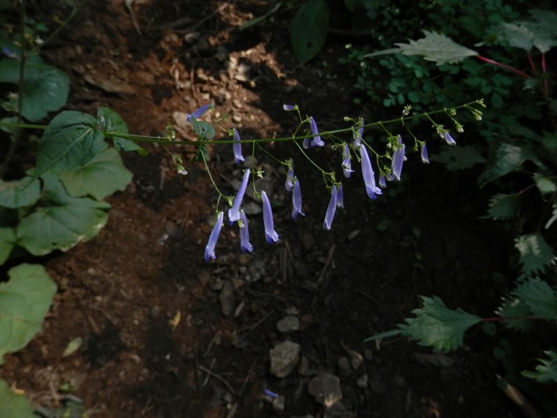 セキヤノアキチョウジ