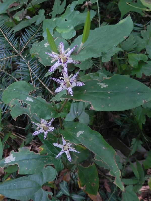 ヤマジノホトトギス